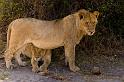 153 Okavango Delta, leeuwen